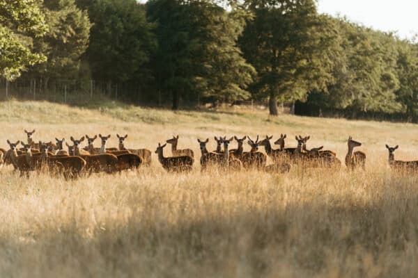 Deer Park Safari