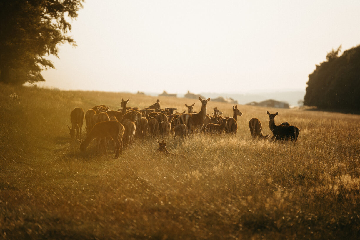 Deer Park Safari