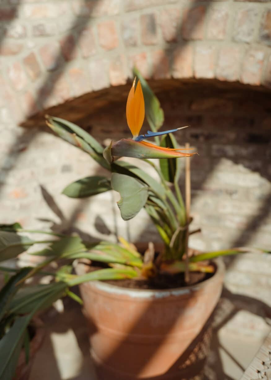 The Story of Raby’s Walled Gardens