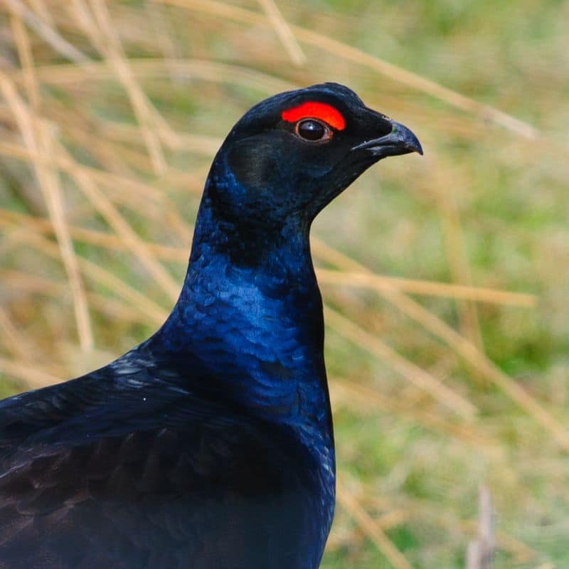 Nature Watch: Spring 2025 at Raby Estate A Season of Awe, Action and Environmental Awareness