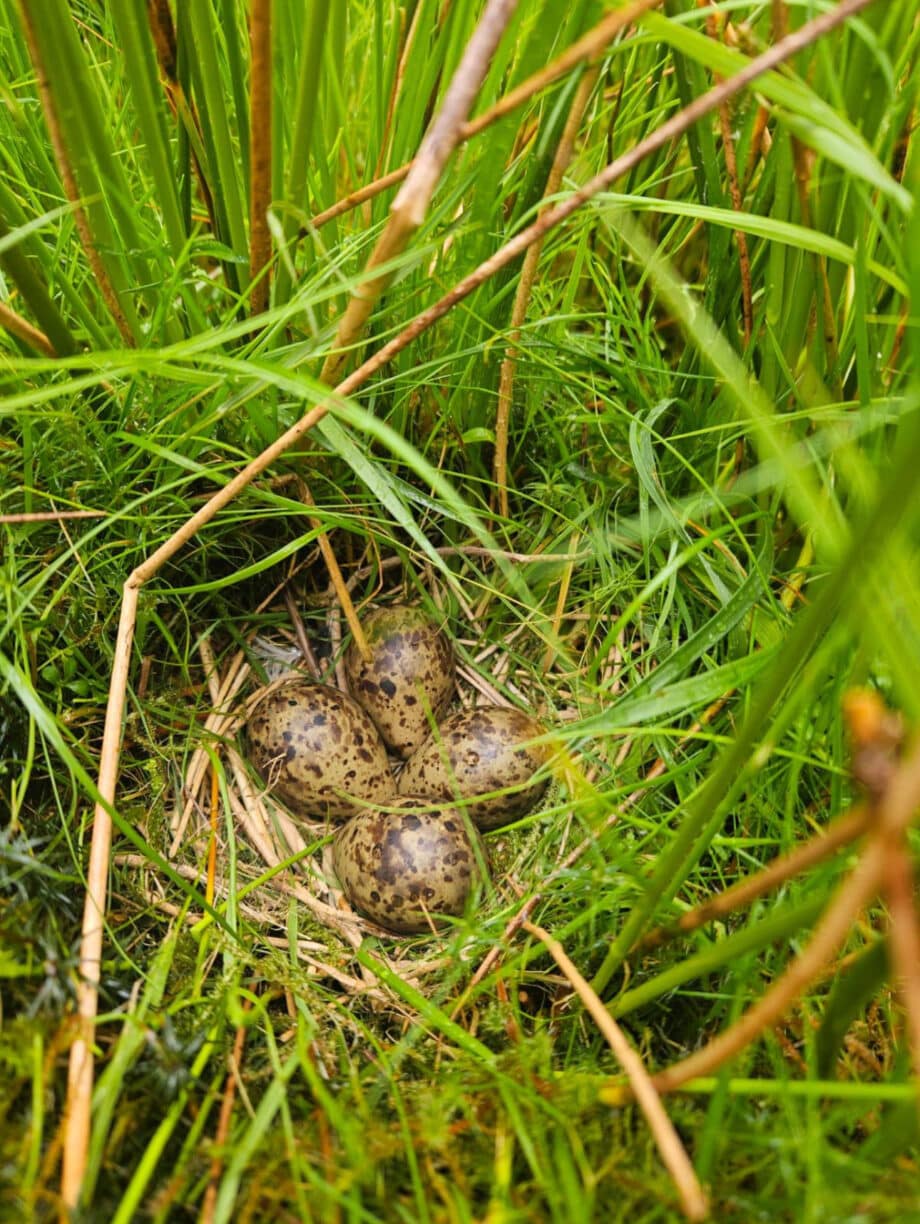 Nature Watch: Spring 2025 at Raby Estate A Season of Awe, Action and Environmental Awareness