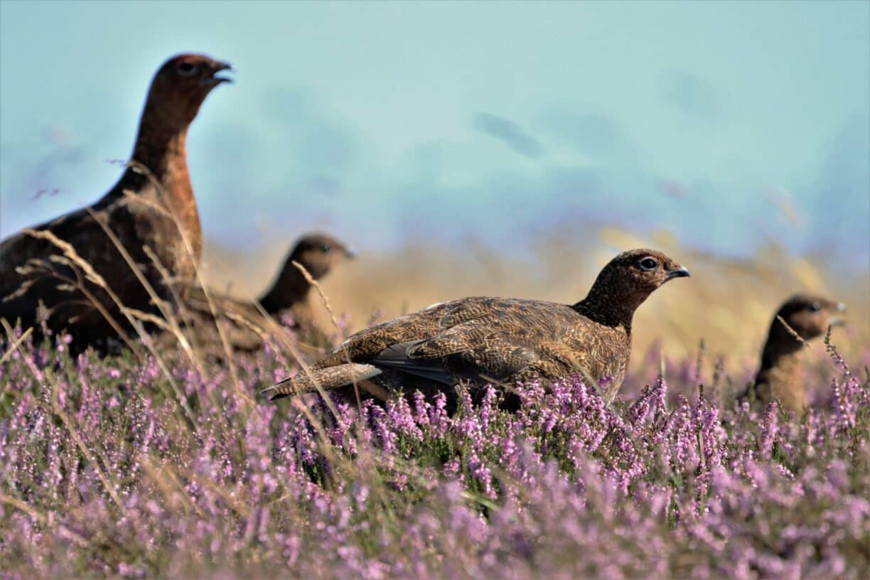 Nature Watch: Spring 2025 at Raby Estate A Season of Awe, Action and Environmental Awareness
