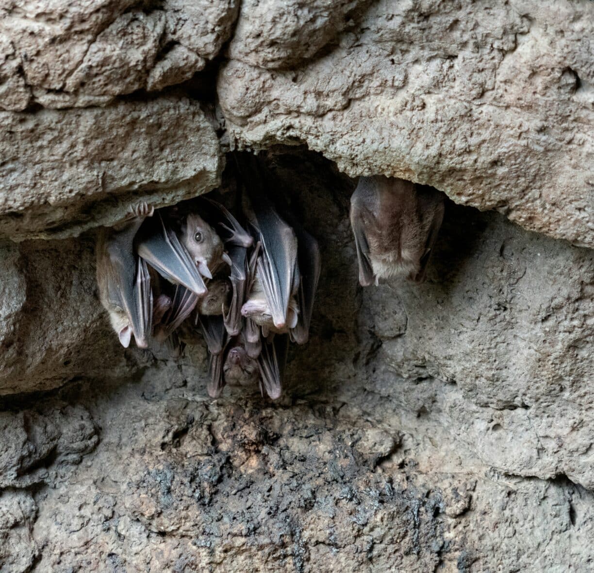 Into the Night: Bat Watching in the Heart of Upper Teesdale