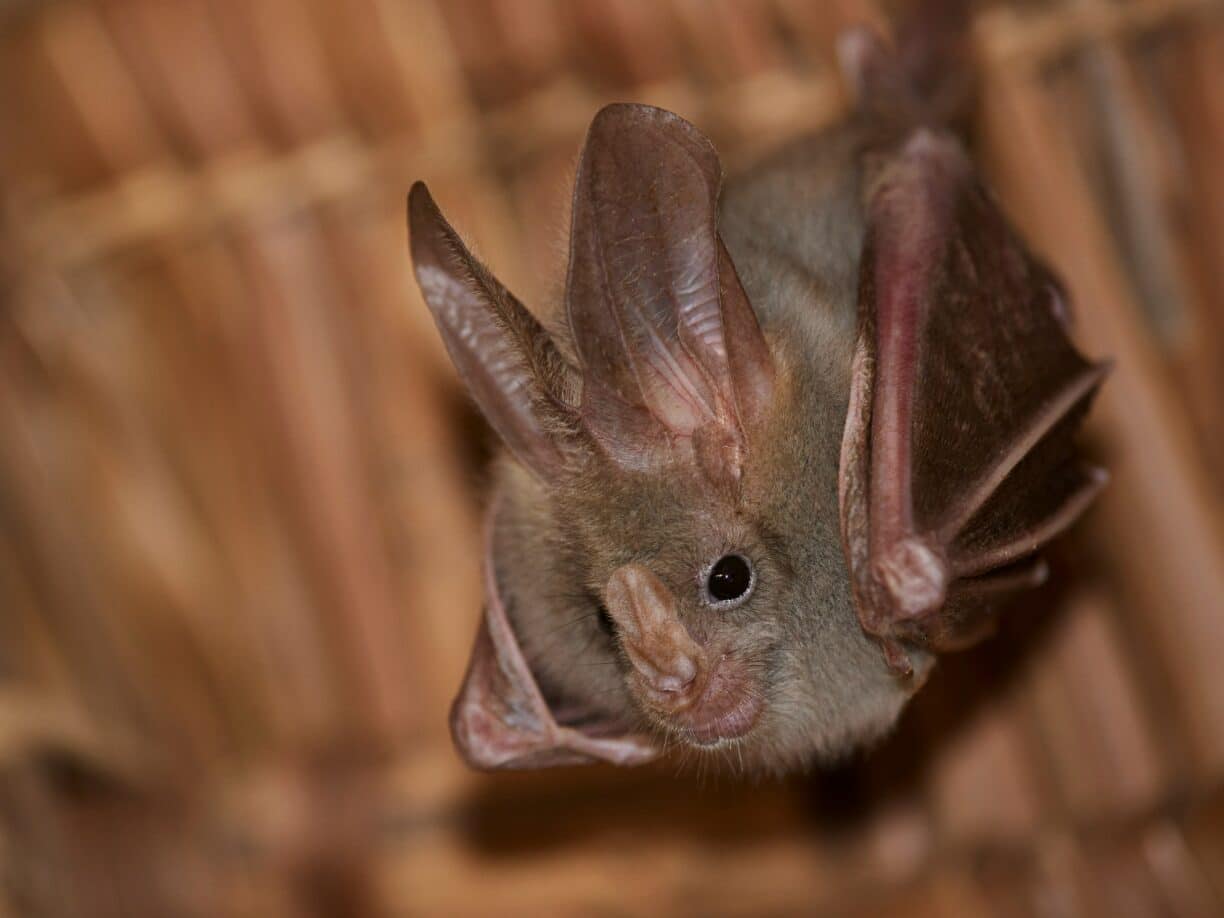 Into the Night: Bat Watching in the Heart of Upper Teesdale