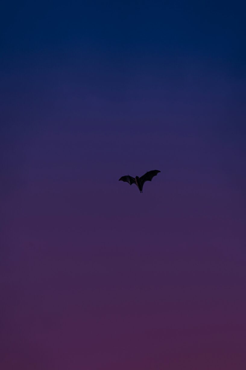 Into the Night: Bat Watching in the Heart of Upper Teesdale