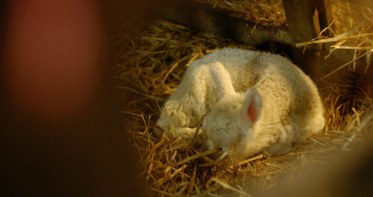 Raby Estates Tenants wins best Farming Documentary