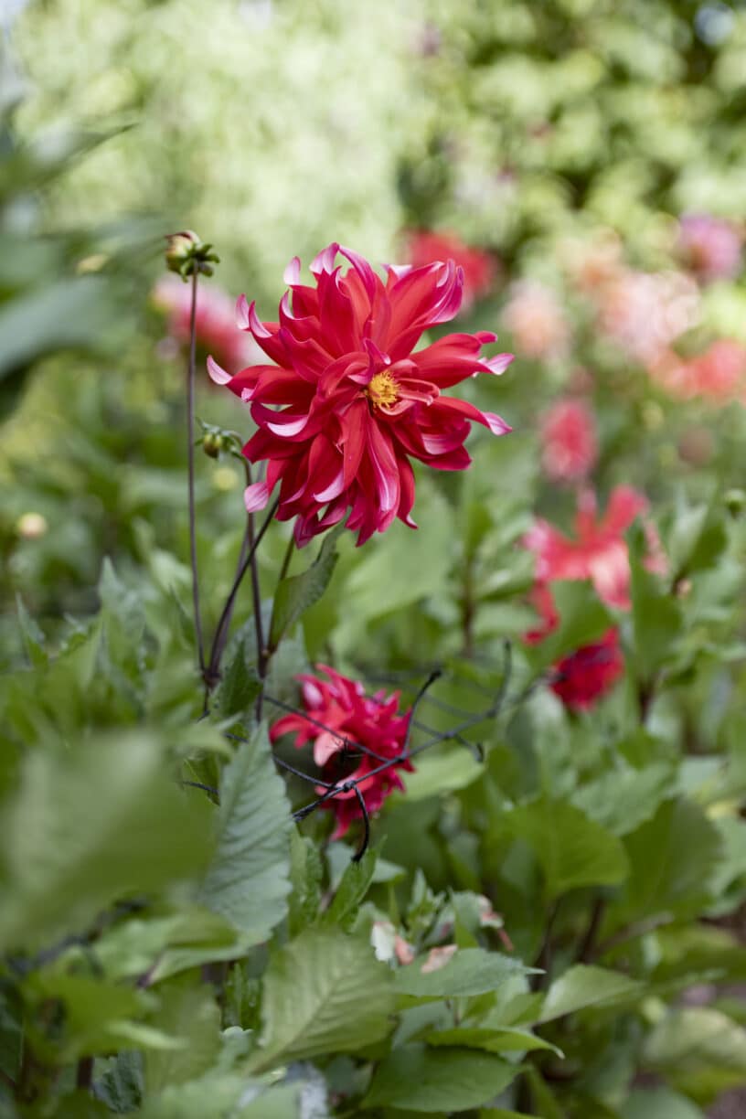 Creating a Cutting Garden with Becky Crowley - Half Day Course