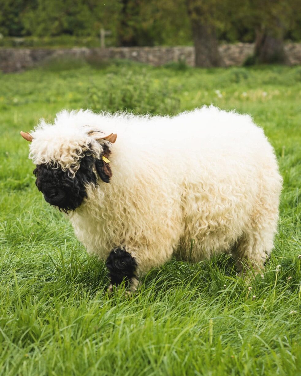 Sheep in The Plotters' Forest Adventure Play area