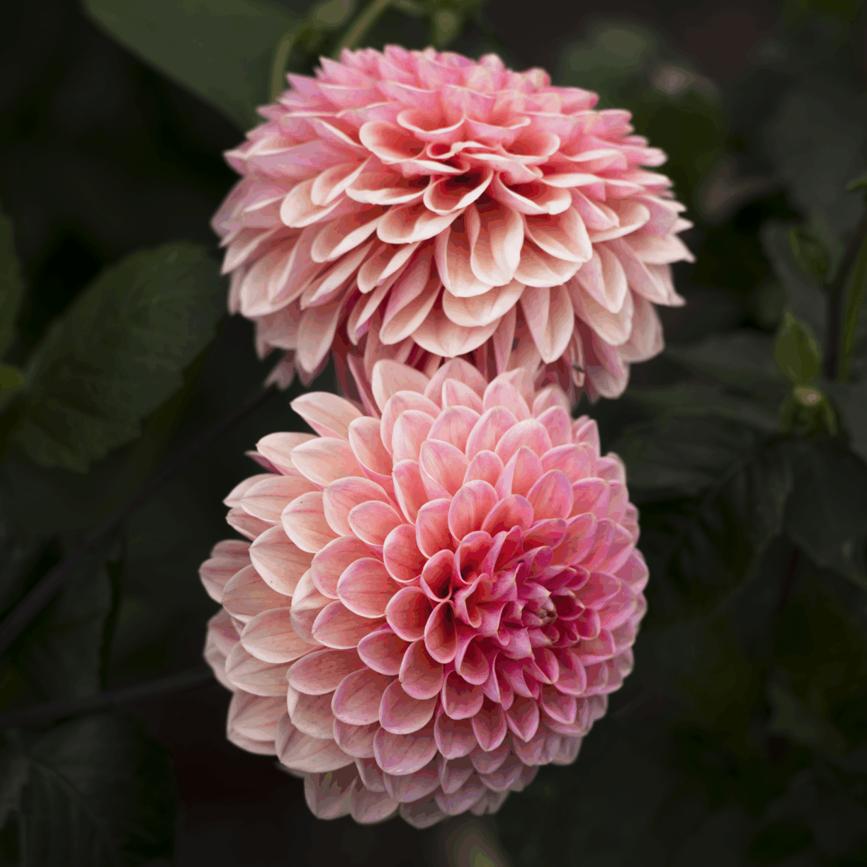 Creating a Cutting Garden with Becky Crowley - Half Day Course