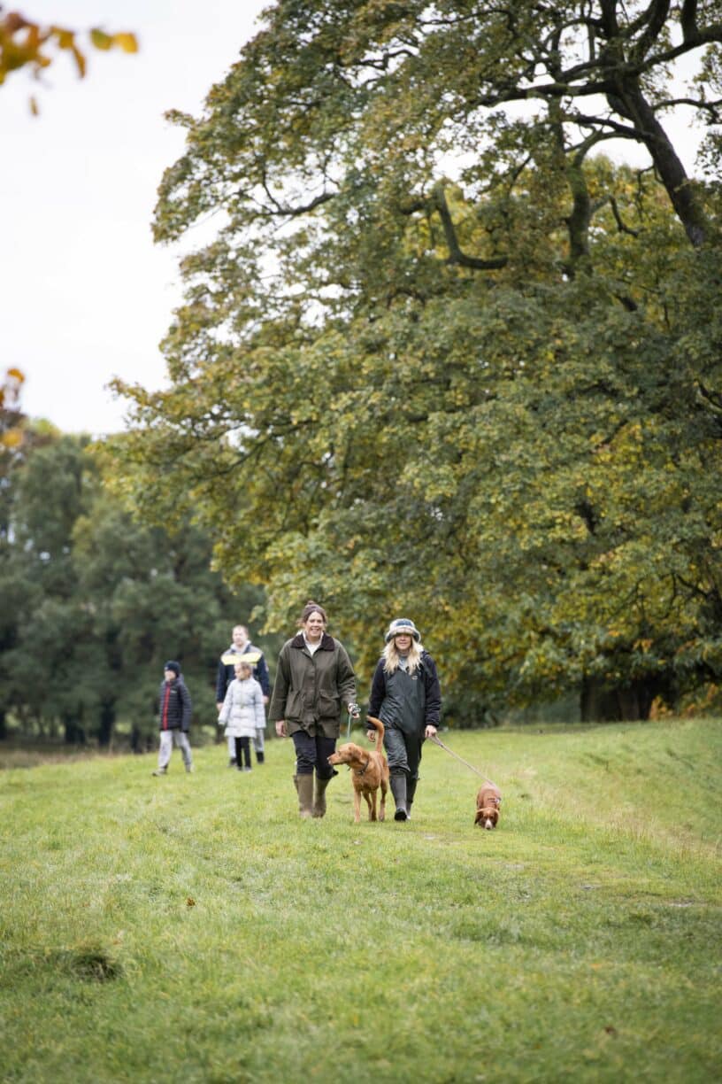 Golden retriever on a lead with Raby Castle in the background during a Sunday dog walk.