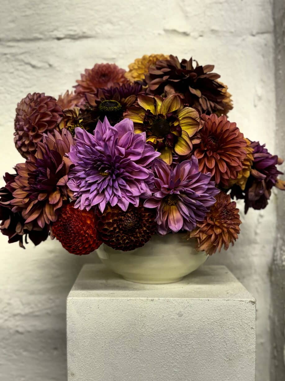 Dahlia Bowl, Periwinkle Raby Castle