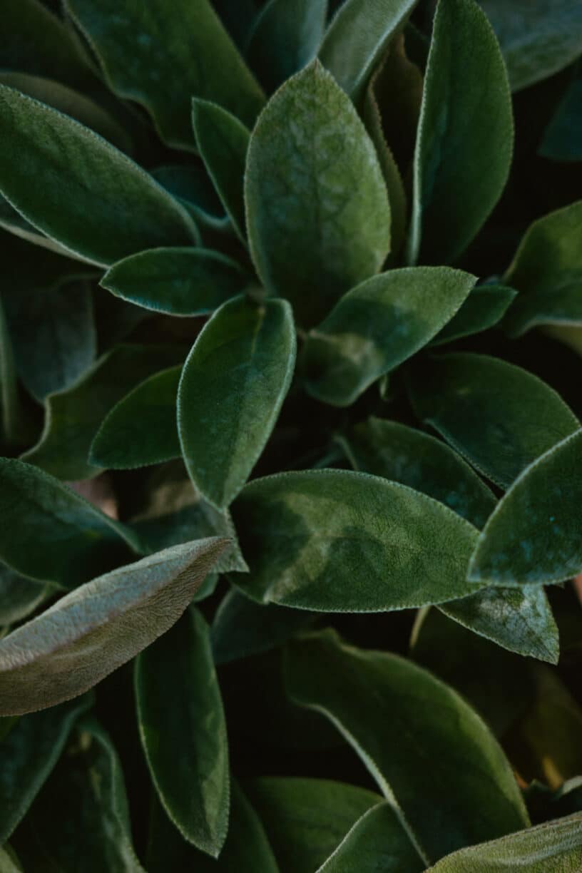 Close-up of a DSLR camera focusing on blooming flowers during golden hour in a garden