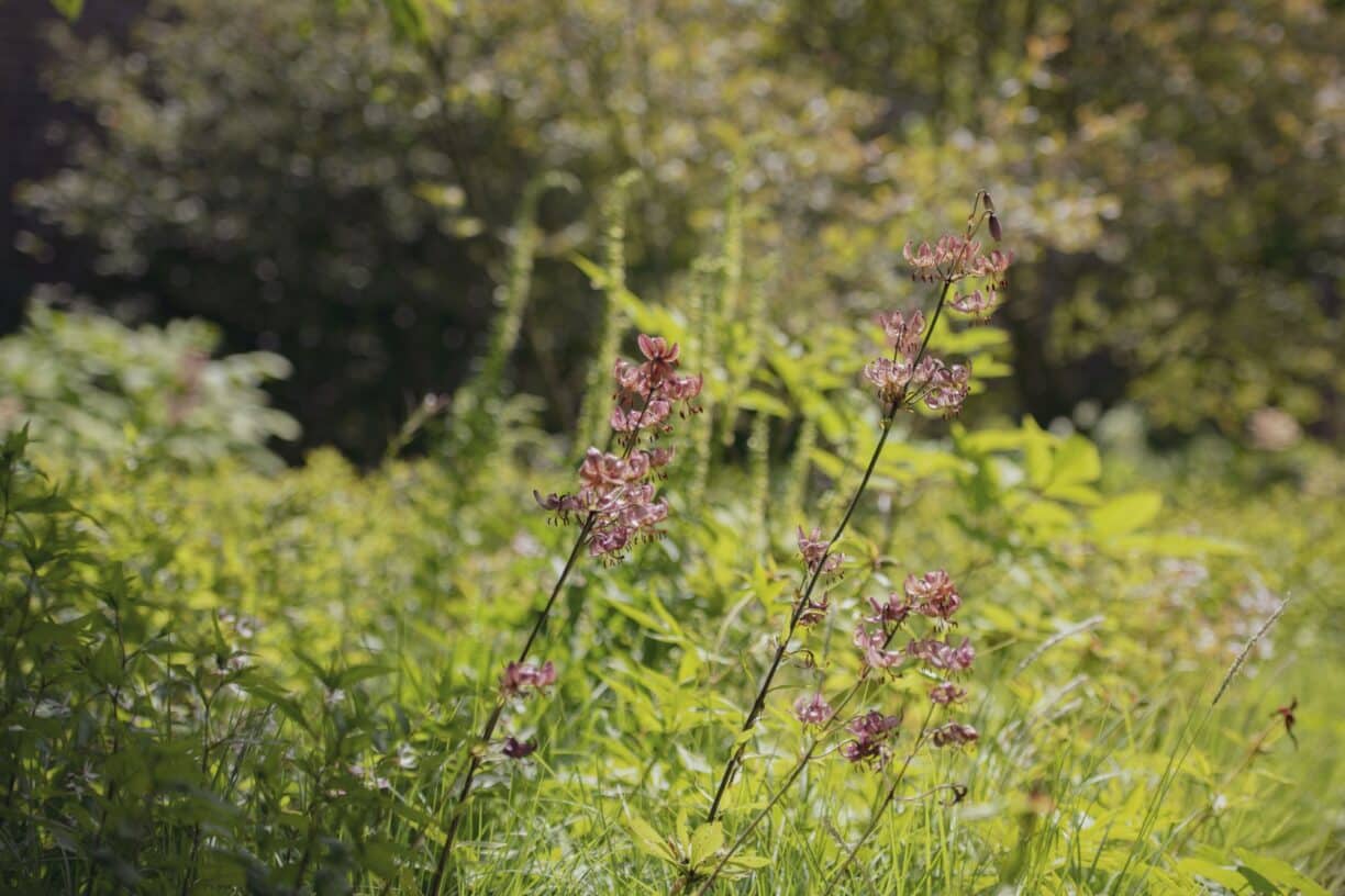 Walled Gardens, Raby Castle, Raby Estates