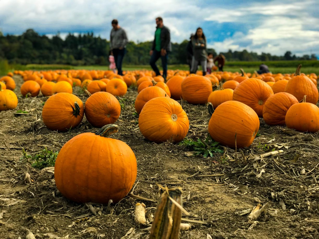 Pumpkin Patch Raby Castle The Plotters Forest Darlington