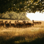 RABY CASTLE THIS HALF TERM